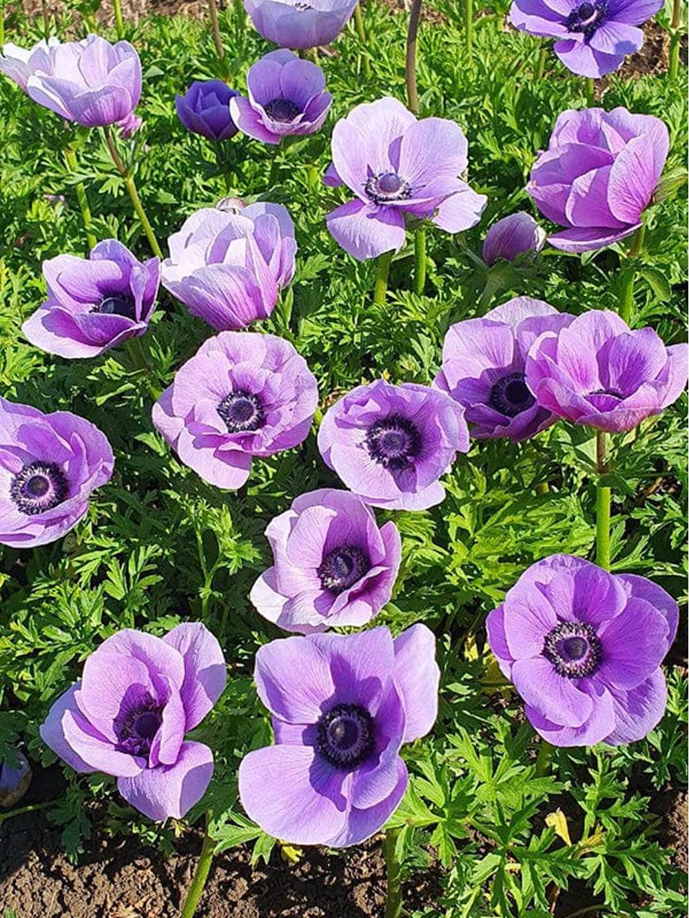 Anemone 'Rainbow Lavender'